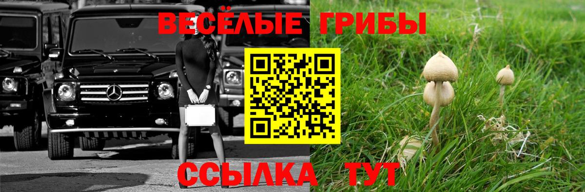 Галлюциногенные грибы Psilocybine cubensis Асбест